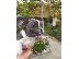 PoulaTo: French bulldog Blue
