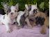 PoulaTo: γαλλικά κουτάβια μπουλντόγκ  /  French bulldog fawn