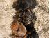 PoulaTo: Αξιολάτρευτο Dachshunds