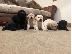 PoulaTo: Labrador Puppies
