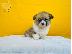PoulaTo: Κουτάβια Pembroke Corgi
