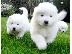 PoulaTo: Όμορφα υγιή Samoyed κουτάβια