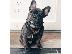 PoulaTo: French bulldog puppy for sale