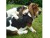 PoulaTo: BASSET HOUND