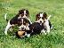 PoulaTo: κουτάβια ράτσα BEAGLE-