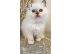 PoulaTo: birman x ragdoll