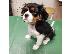 PoulaTo: Κουτάβια Cavalier King Charles