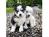 PoulaTo: Siberian Husky Puppies Available