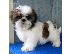 PoulaTo: Shih Tzu Σιχ Τσου