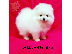 PoulaTo: Pomeranian Πωλείται