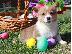 PoulaTo: Κουτάβια Pembroke Corgi