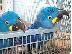 PoulaTo: Υάκινθος μωρά macaw προς πώληση για € 200