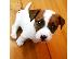 PoulaTo: Διαθέσιμα υπέροχα κουτάβια Jack Russell