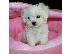 PoulaTo: Μαλτέζ μίνι (Maltese mini)