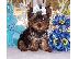 PoulaTo: YORKSHIRE Terrier mini
