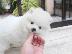 PoulaTo: Akc Purebred Pomeranian κουτάβια θηλυκά και αρσενικά