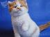 PoulaTo: Scottish Straight Kittens
