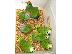 PoulaTo: Beautiful babies amazon parrot