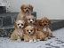 PoulaTo: Κουτάβια AKC Cavapoo