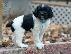PoulaTo: Brittany Spaniel