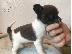 PoulaTo: τσιουάουα  mini /  chihuahua mini