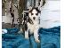 PoulaTo: Όμορφα κουτάβια Siberian Husky για καλό σπίτι