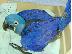 PoulaTo: παπαγάλος macaw hycinth για 199 €