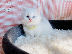 PoulaTo: Munchkin Kitten