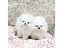 PoulaTo: Καταπληκτικά κουτάβια από Pomeranian!