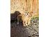PoulaTo: Shiba Inu Puppy s