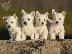 PoulaTo: West highland