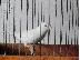 PoulaTo: Birds