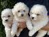 PoulaTo: Bichon Frise - Μπισόν Φριζέ
