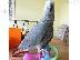 PoulaTo: BABY HAND RAISED AFRICAN GREY PARROTS FOR SALE AND ADOPTION