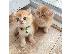 PoulaTo: British Shorthair Kittens Ready
