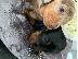 PoulaTo: AKC Dachshunds