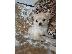 PoulaTo: *** εκπληκτική Chihuahua κουτάβια Kc Reg Longcoat ***
