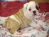 PoulaTo: Αγγλικά μπουλντόγκ / english bulldogs