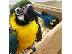 PoulaTo: Macaw μπλε και κίτρινο