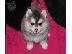 PoulaTo: Pomsky puppies for Free Adoption very Tiny