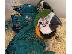 PoulaTo: Beautiful Baby macaw parrot