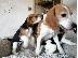 PoulaTo: BEAGLE Κουτάβια διαθέσιμα