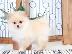 PoulaTo: Μικρό Pomeranian Puppy αρκουδάκι