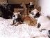 PoulaTo: Αξιολατρευτα κουταβια PUG!