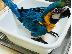 PoulaTo: Beautiful Baby macaw parrot