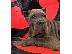 PoulaTo: Cane Corso Kane Korso ΚΟΡΥΦΑΙΑ ΠΟΙΟΤΗΤΑ