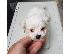 PoulaTo: Maltese