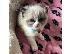 PoulaTo: Υπέροχο Ragdoll Kittern.