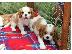 PoulaTo: Cavalier King Charles Spaniel προς πώληση