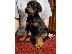 PoulaTo: Όμορφα κουτάβια Doberman Pinscher